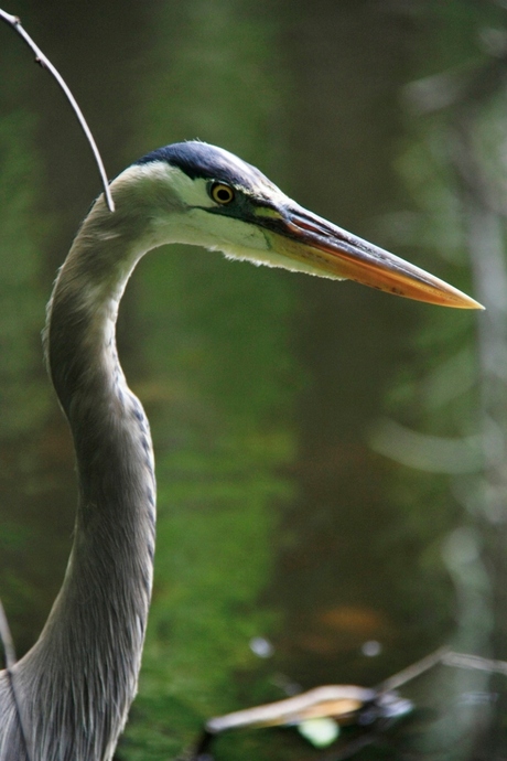 Reiger in het moeras