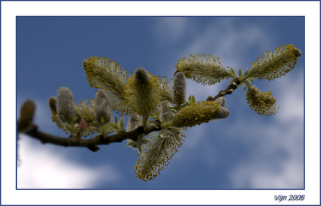 Lente Bloei