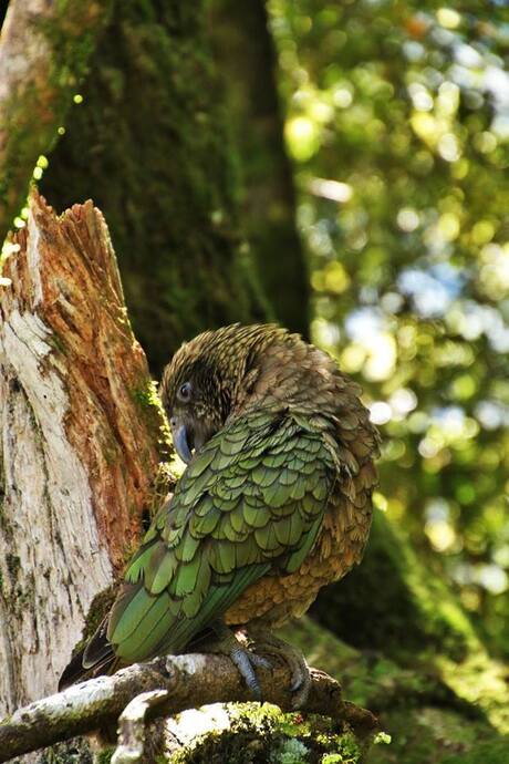 Kea (Nieuw Zeeland)