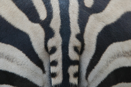 Zebra Blijdorp