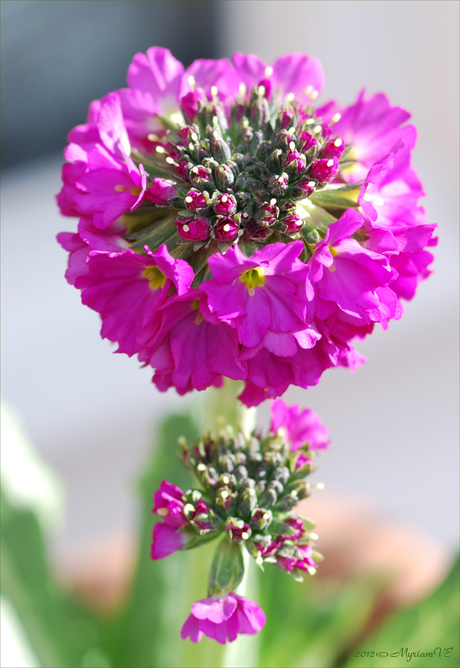 Primula denticulata