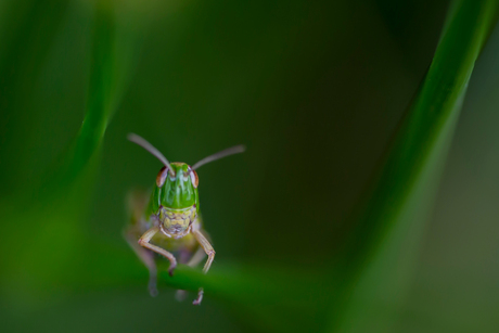 Sprinkhaantje