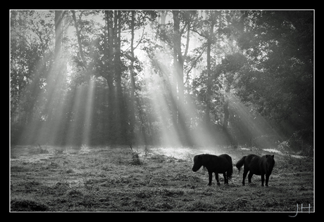 Pony's in the mist