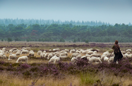 Schaapjes tellen