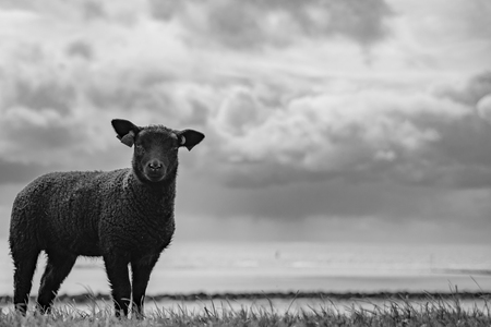 kans Vol Puur Zwart schaap in zwart/wit. - foto van GiantPinkSpaceRabbit - Dieren -  Zoom.nl