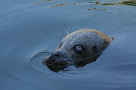 dieren0011