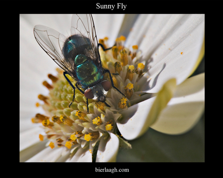 Sunny Fly