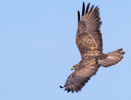 Buizerd_01