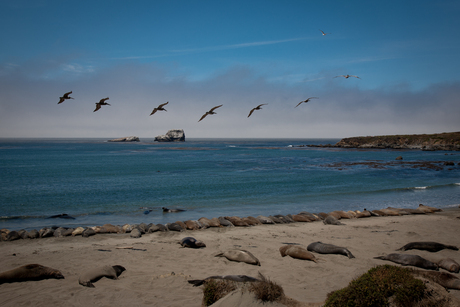 Elephant seals and Pelicans