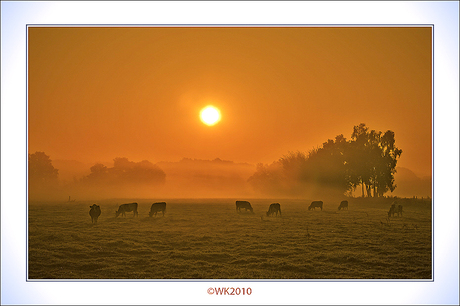 Sunrise at the cows