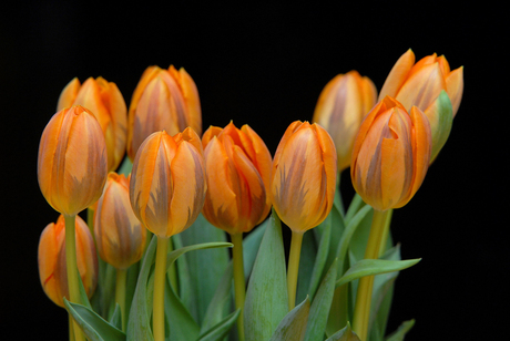 Orange Tulips