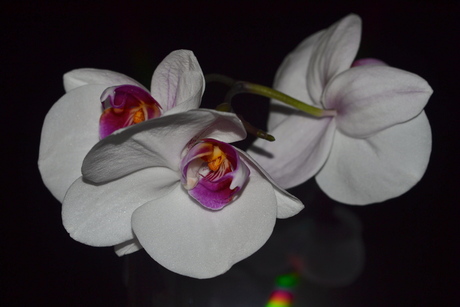 Trosje orchideeën