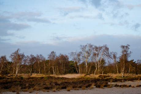 Kalmthoutse heide,