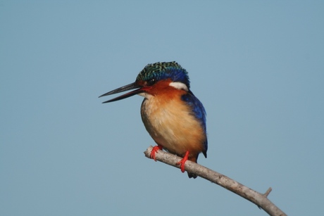 Malachite kingfisher