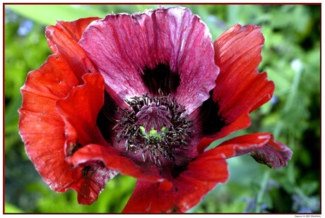 Dé Papaver