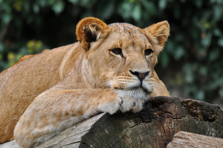 Lazy lioness