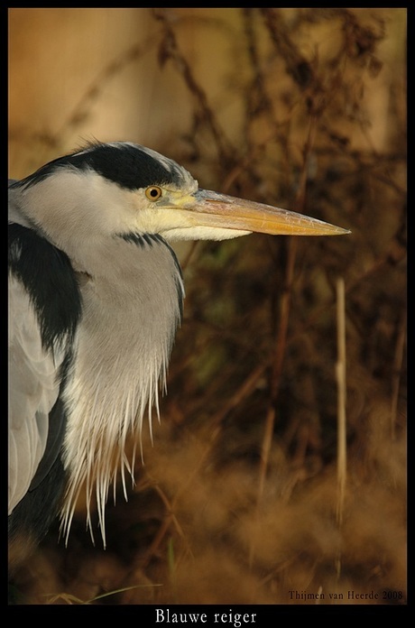 blauwe reiger2