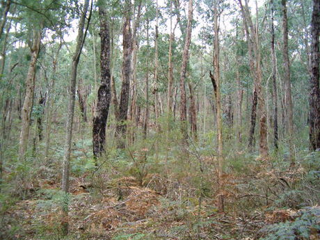 Aussie bush