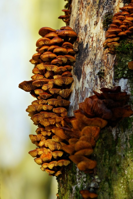 Paddestoelen