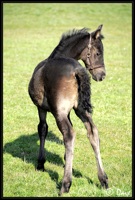 Voor het eerst op het land!
