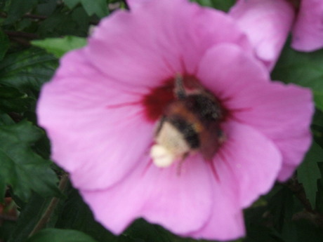 hommel in de bloem van een hibiscus