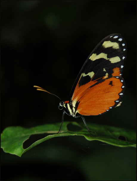 vlinder #3