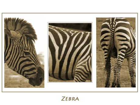 3x zebra ;-)