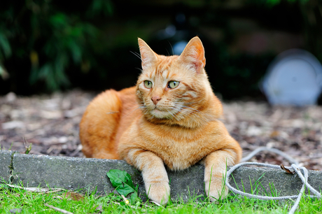 onze lieftallige rover