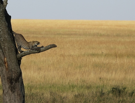 Luipaard rekt zich uit in de boom