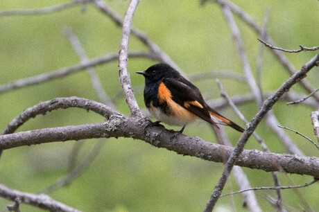 American Redstart (Setophaga ruticilla)