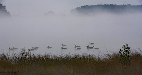 Ganzen in de mist