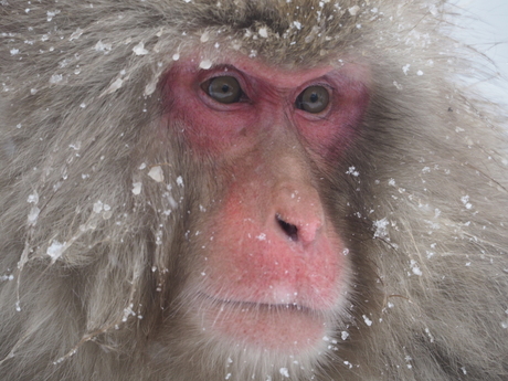 Snowmonkey