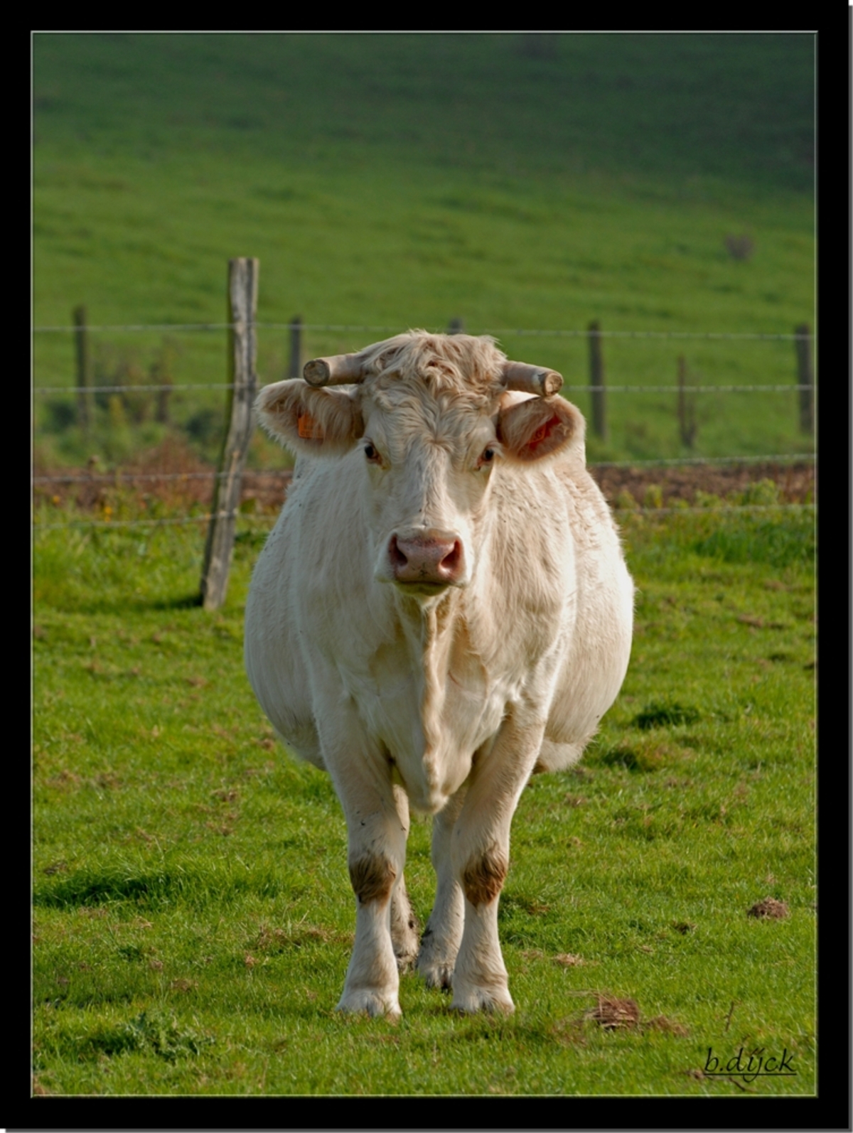 Normalisatie serveerster Hoop van Franse koe....... - foto van bianca dijck - Dieren - Zoom.nl