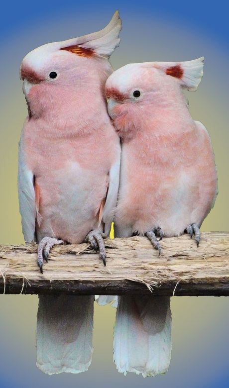 Een prachtig koppeltje Inca Kaketoes (Major Mitchell's Cockatoos)