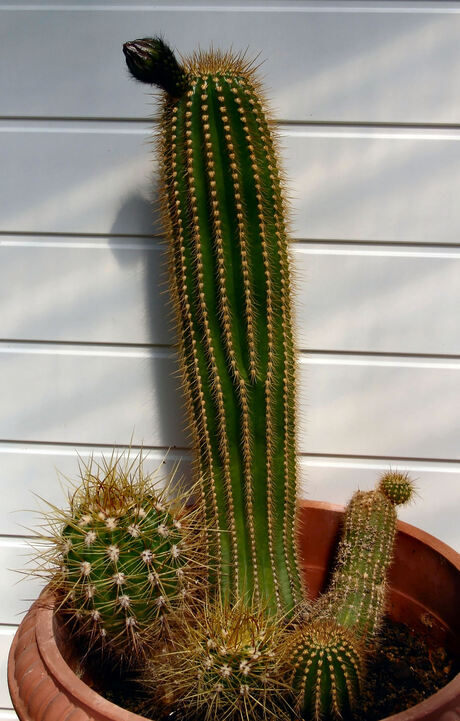 Cactussen