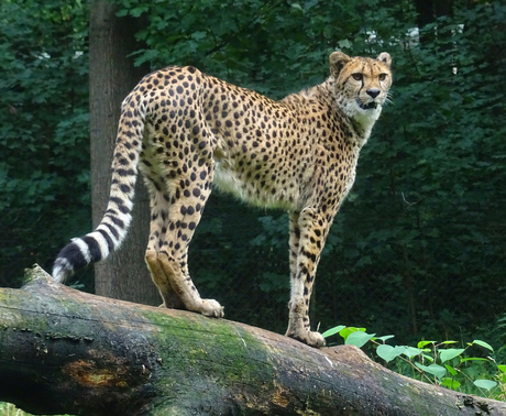 cheeta 2