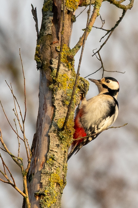 Grote bonte specht