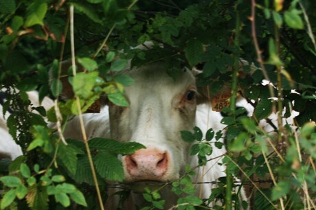 Curious cow