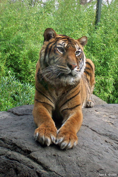 Tijger in Blijdorp