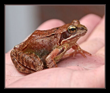 Roodbruine kikker - Wie kan mij zeggen wat dit voor soort kikker is?
Deze kleur heb ik nog nooit gezien, hij zat bij ons in de voortuin. Ik ken wel groene en bruine kik - foto door tigos op 17-08-2006 - deze foto bevat: kikkers