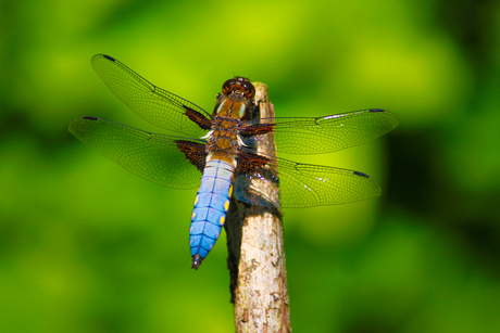 Platbuiklibelle