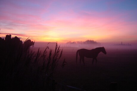 MIST ZON PAARD