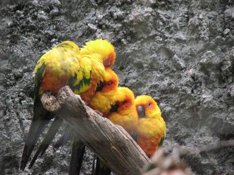 Familie zonparkiet