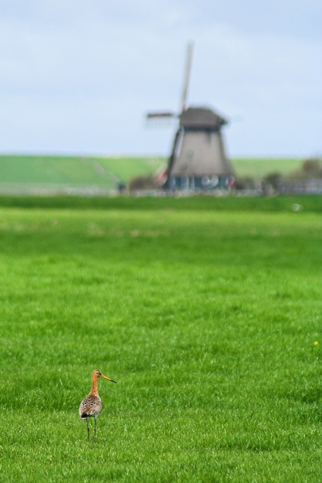 Noord Hollands plaatje