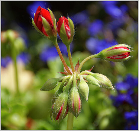 Geranium