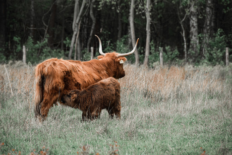 Schotse Hooglanders, Schinveld