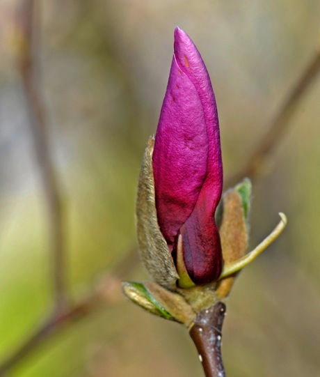 Magnolia