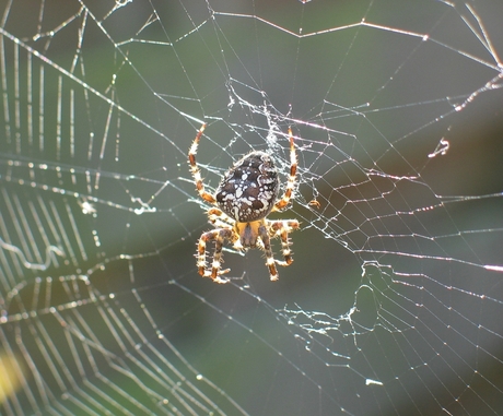 Spin in web