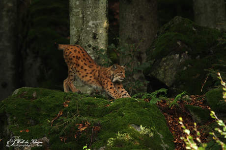 Lynx in Bayerischer Wald