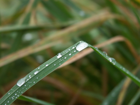 Waterplant